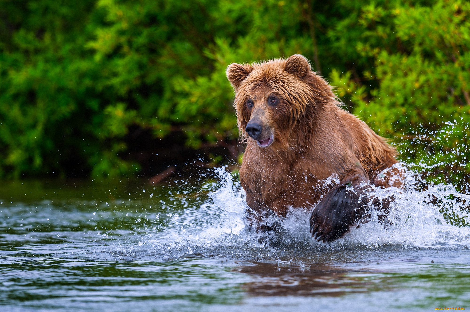 Медведь купается. Медведь на реке. Бурый медведь в воде. Бурый медведь в реке.